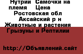 Нутрии. Самочки на племя. › Цена ­ 3 000 - Ростовская обл., Аксайский р-н Животные и растения » Грызуны и Рептилии   